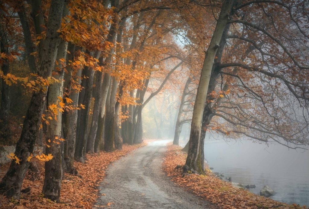 trees, fog, path